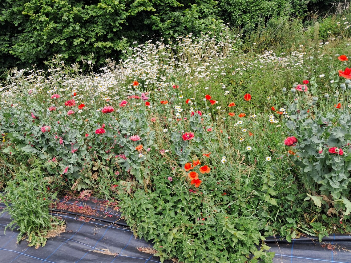 Wild Flowers