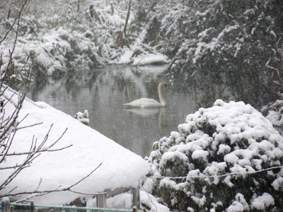 Swan on the River Blackwater