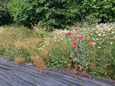 Flowers at the Churchyard